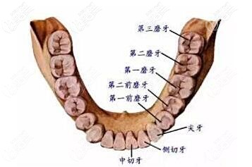 牙齿牙位的分类