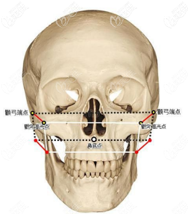 脸部骨骼图