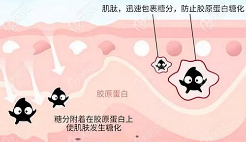 薇美芙祛黄素中肌肽成分的作用