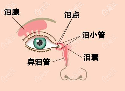 泪小管位置 泪小管位置