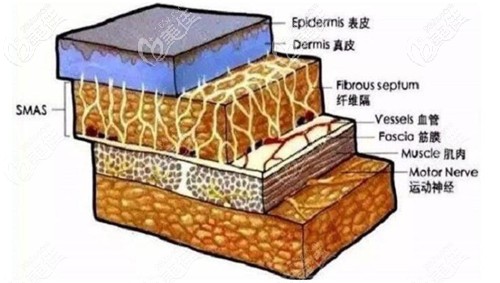 筋膜层的位置