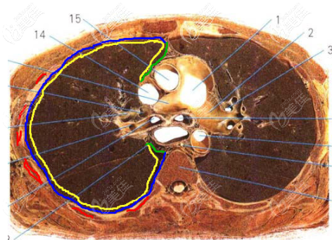 肋软骨和胸膜图