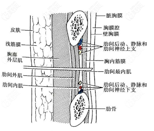 胸膜和肋软骨的距离