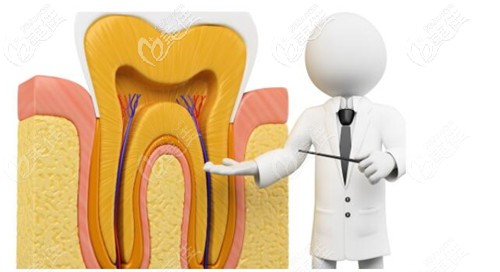 牙齿内部的牙髓和血管组织