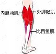 小腿肌肉组成示意图