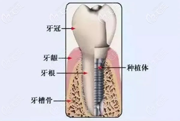 牙齿的组织结构
