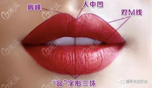 唇形分布图 唇形分布图