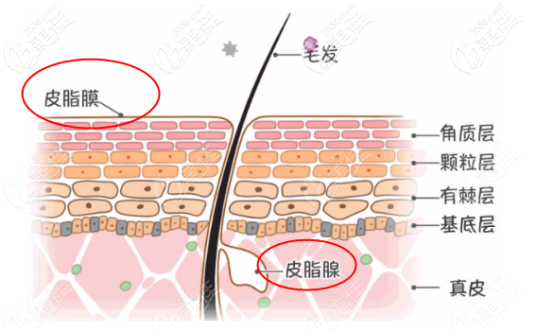 舒敏之星里面有可以增加角质层的的物质