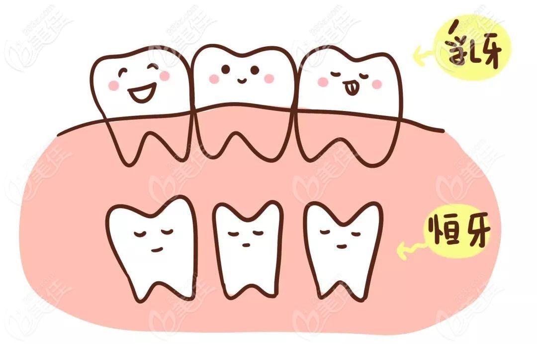 乳牙和恒牙位置关系