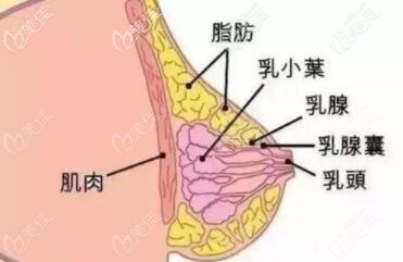 乳房缩小下垂的原因