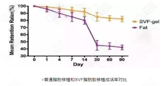 svf脂肪细胞的成活率比普通脂肪高的多