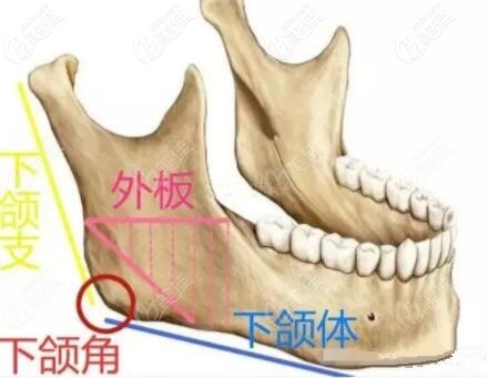 下颌角外板的具体位置