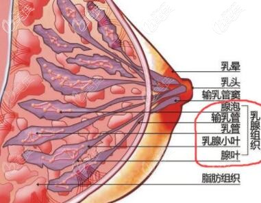 乳房下垂的原因
