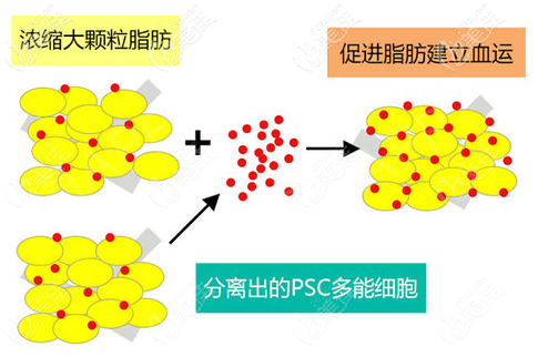 分离出更多PSC多能细胞