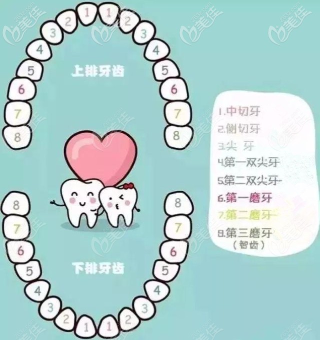 牙齿位置十字图片