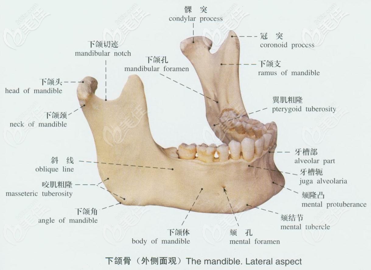 下巴图解大全医学图片