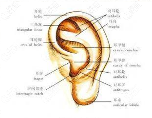 常见的丰耳垂手术方式