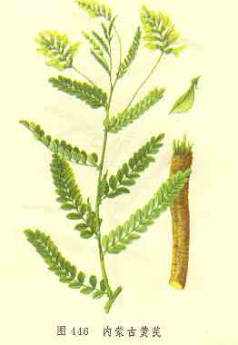 <!--<i data=20240710-sp></i>-->养生除皱必备 较经典的抗衰老抗皱中药