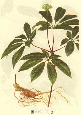 <!--<i data=20240710-sp></i>-->养生除皱必备 较经典的抗衰老抗皱中药