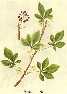 <!--<i data=20240710-sp></i>-->养生除皱必备 较经典的抗衰老抗皱中药