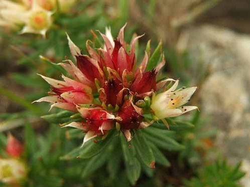 <!--<i data=20240710-sp></i>-->养生除皱必备 较经典的抗衰老抗皱中药