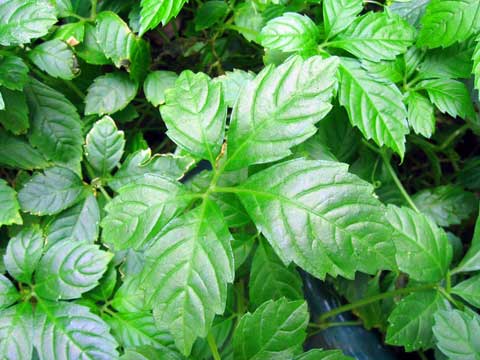 <!--<i data=20240710-sp></i>-->养生除皱必备 较经典的抗衰老抗皱中药