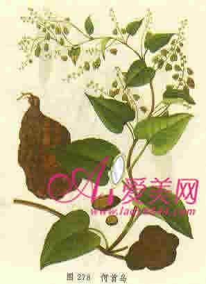 超实用单方中药美容DIY