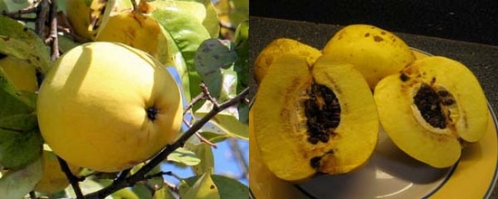 木瓜真的能丰胸吗?