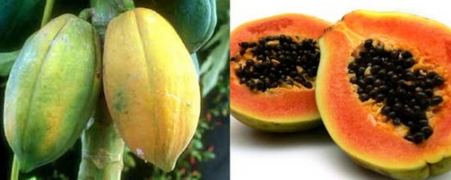 木瓜真的能丰胸吗?